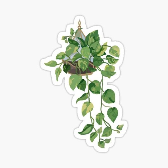 Discover Hanging plant