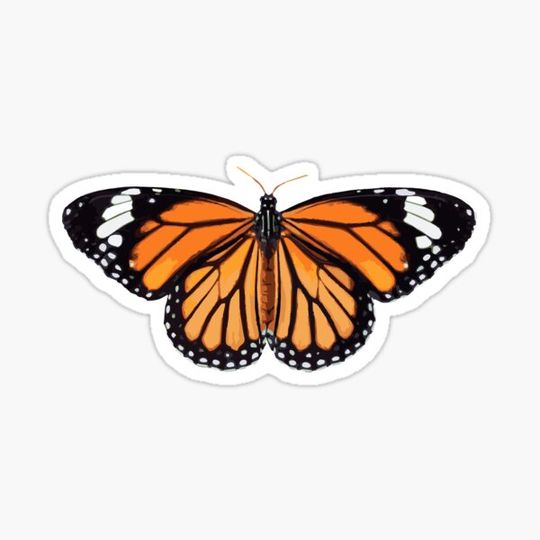 Discover Monarch Butterfly