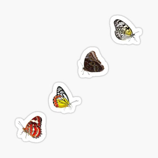 Discover Beautiful Butterflies