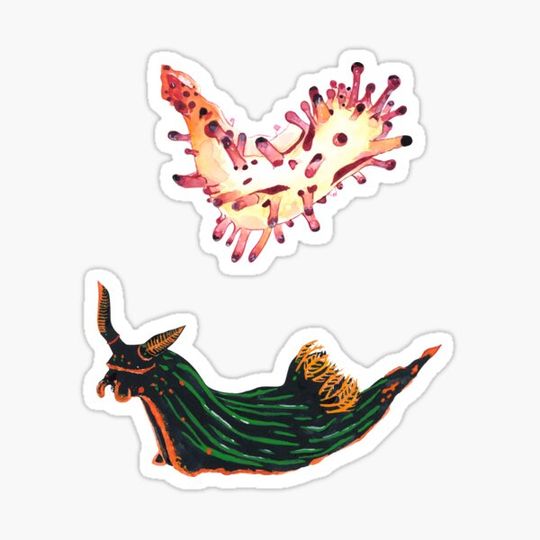 Discover NUDIBRANCH 12