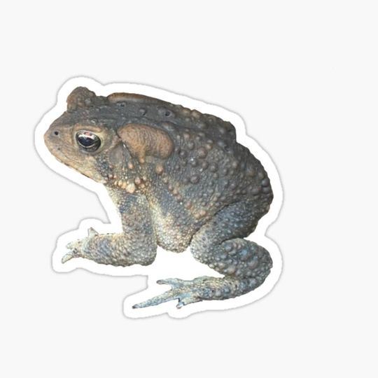 Discover Fat Toad