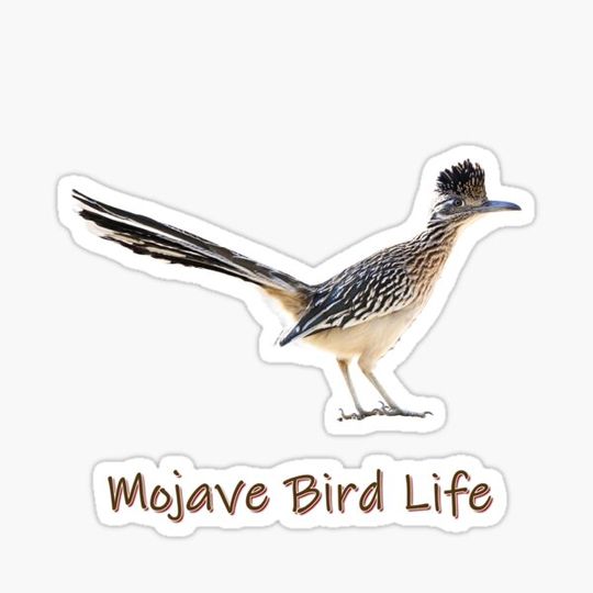 Discover Roadrunner in the Mojave Desert