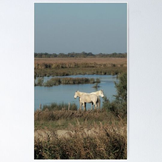 Discover Two horses in the Camargue