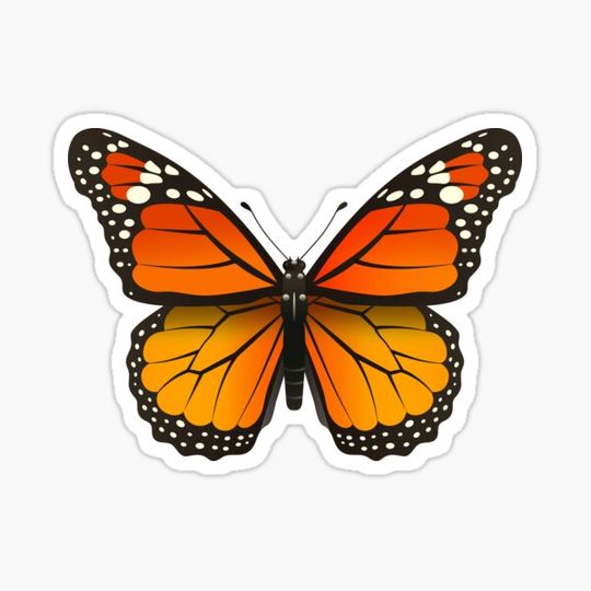 Discover Butterfly