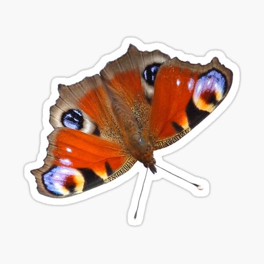 Discover Red butterfly