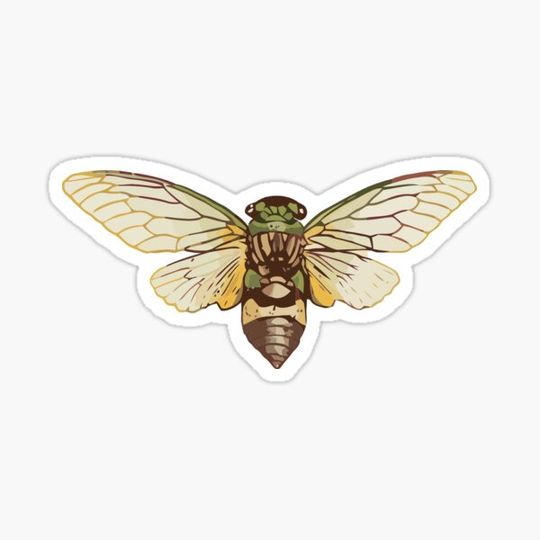 Discover Cicada