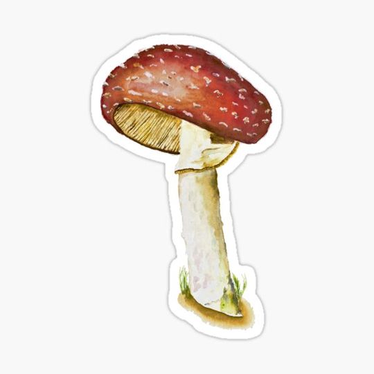 Discover Fly Agaric Mushroom (watercolour)