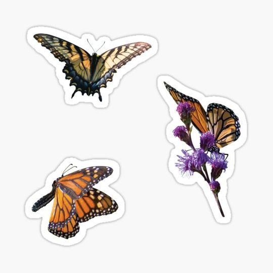 Discover Eastern Tiger Swallowtail and Monarch Butterflies