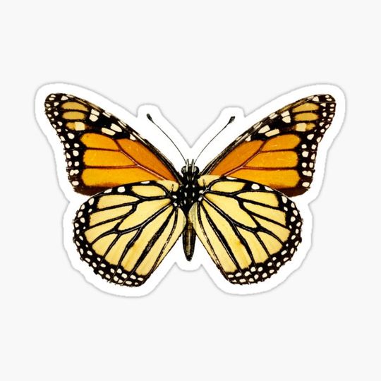 Discover Monarch butterfly design paint