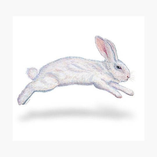 Discover Fluffy White Rabbit