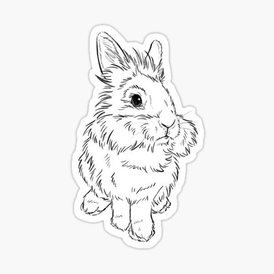 Discover Lionhead bunny