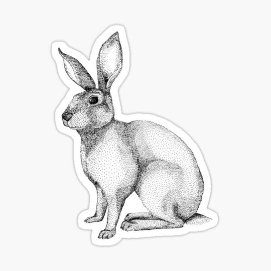 Discover Bunny Hare Rabbit