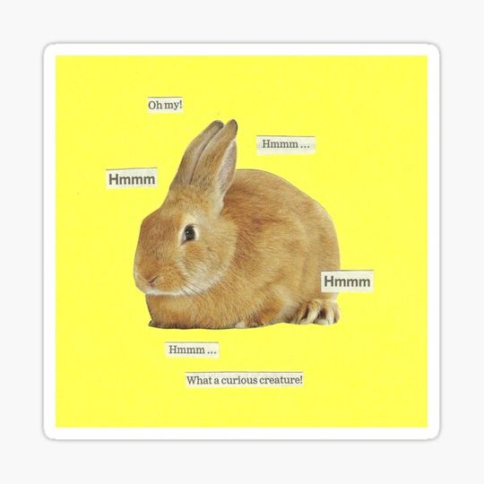 Discover What a curious creature!