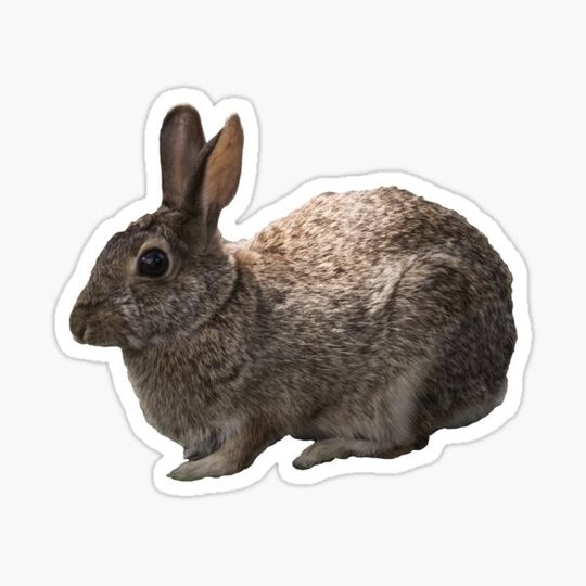 Discover Bunny