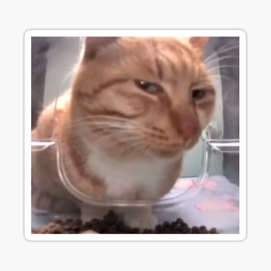 Discover Silly Side Eye Cat