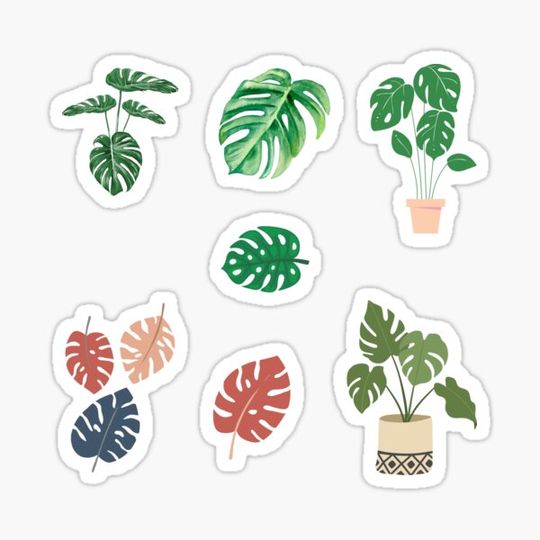 Discover Monstera Leaves Pack