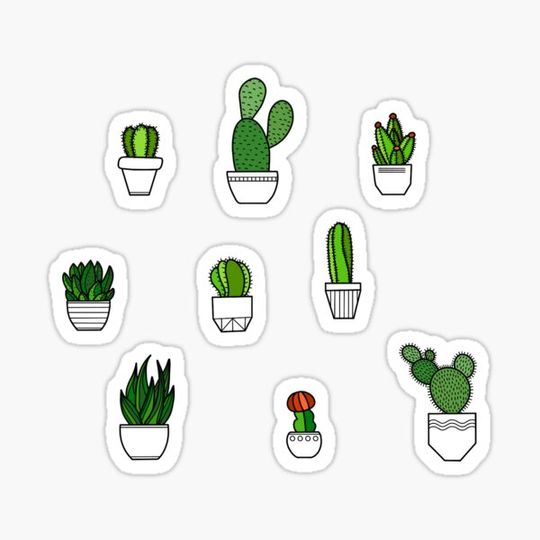 Discover Mini succulents