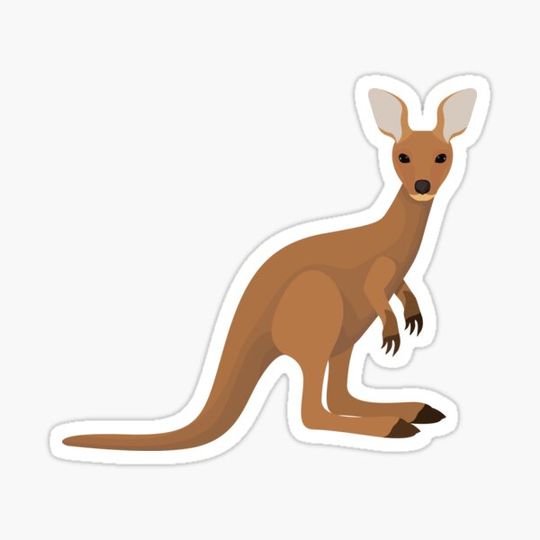 Discover Kangaroo