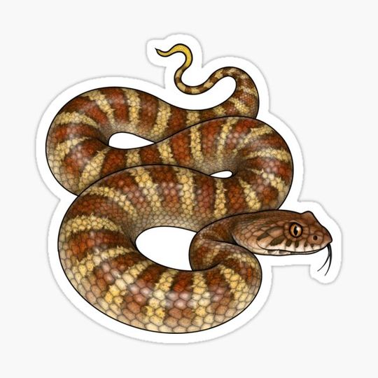 Discover Death Adder
