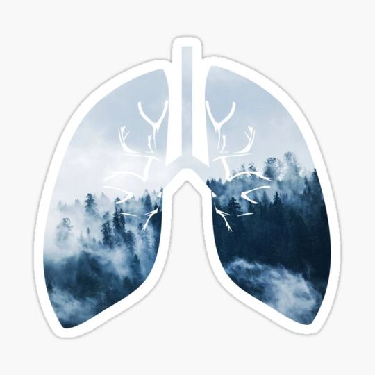 Discover I breath Forest