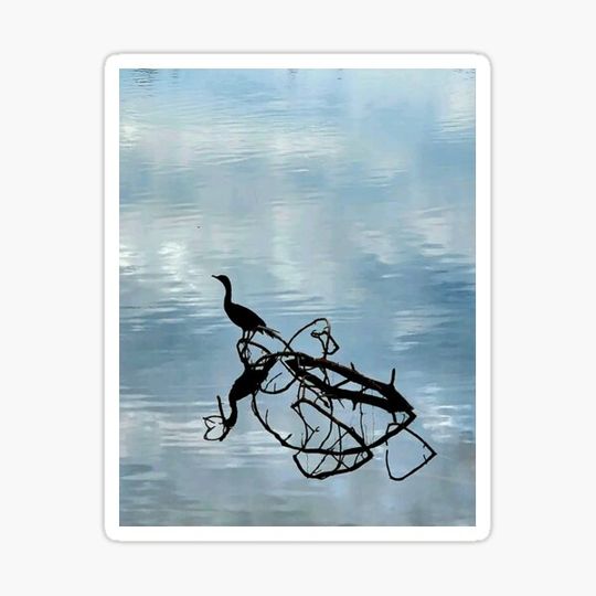 Discover Bird's Watching The Lake