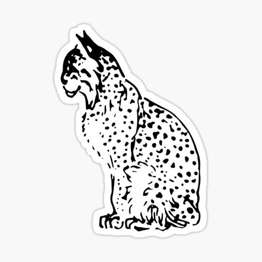 Discover Vintage Bobcat