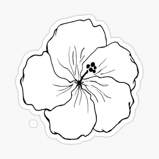 Discover Hawaiian Hibiscus Drawing