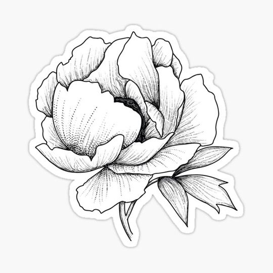 Discover Peony