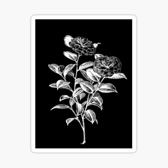 Discover Flowers