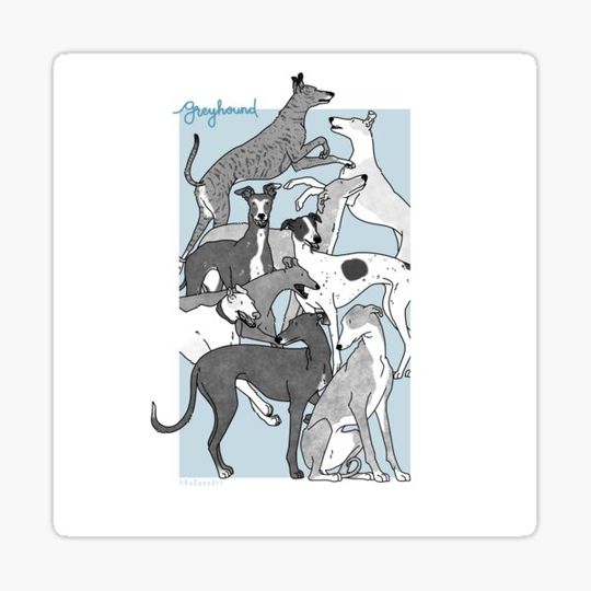 Discover Greyhounds