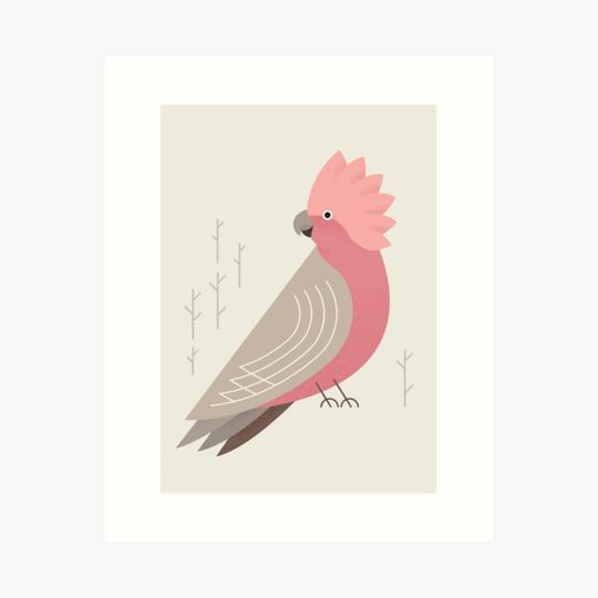 Discover Galah, Bird of Australia