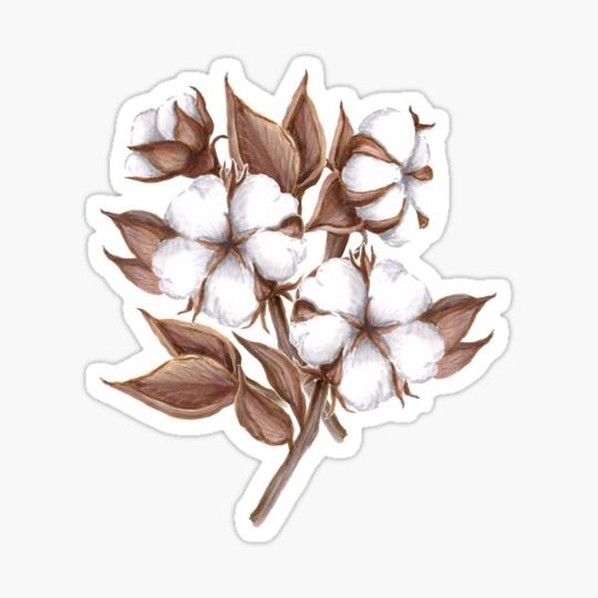 Discover Cotton flowers bouquet