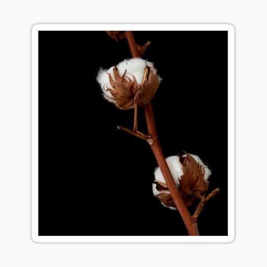 Discover cotton flower