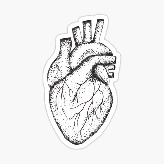 Discover Human heart