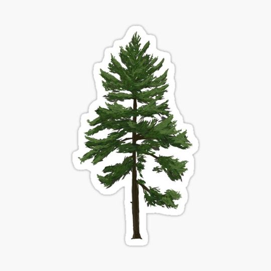 Discover Pastel Pines