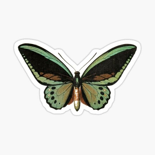 Discover priam (priam's birdwing)