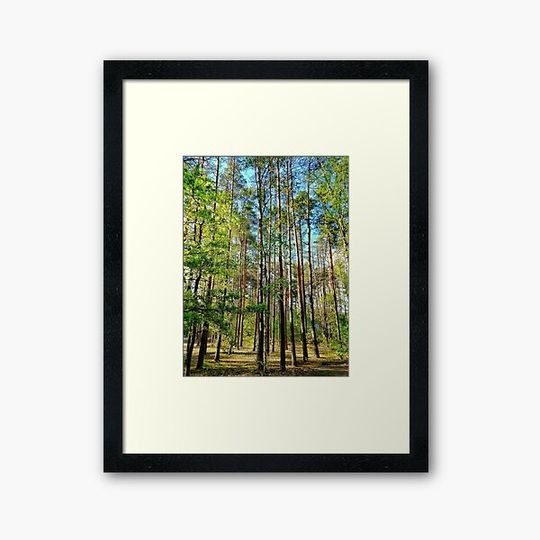 Discover Summer Forest