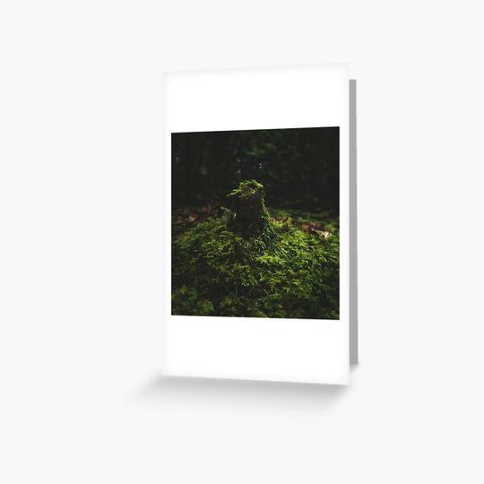 Discover Mossy Tree Stump