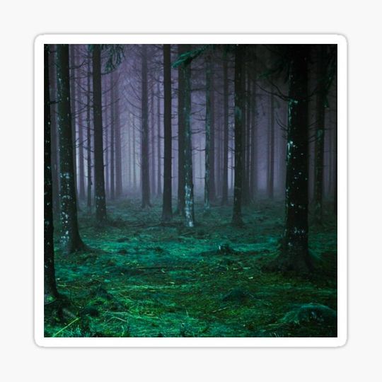 Discover Misty Dark Forest