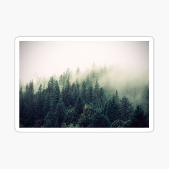 Discover Foggy Forest Life