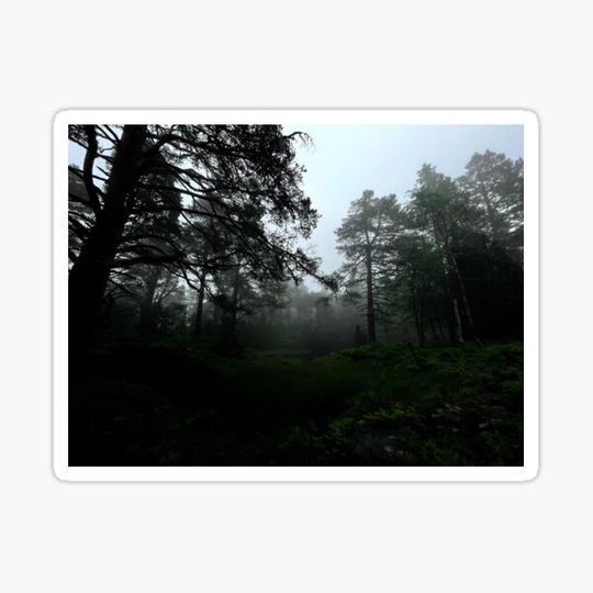 Discover Norwegian forest
