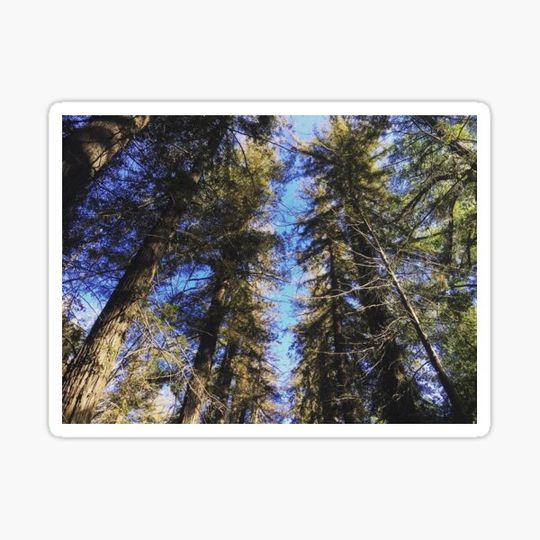 Discover Treetops