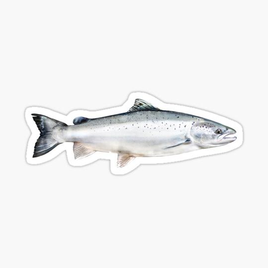 Discover Atlantic Salmon