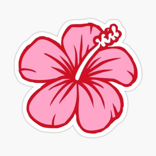 Discover pink hibiscus