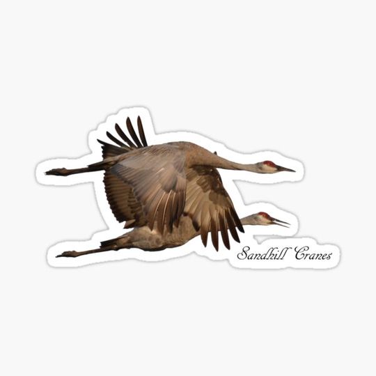 Discover Sandhills in Flight