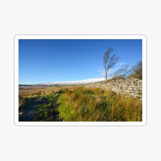 Discover Whernside Tree