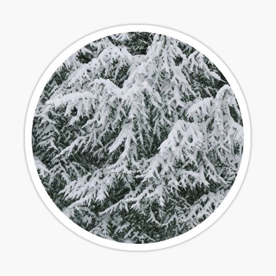 Discover Snowy Boughs