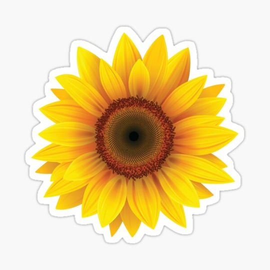 Discover Cool Sunflower