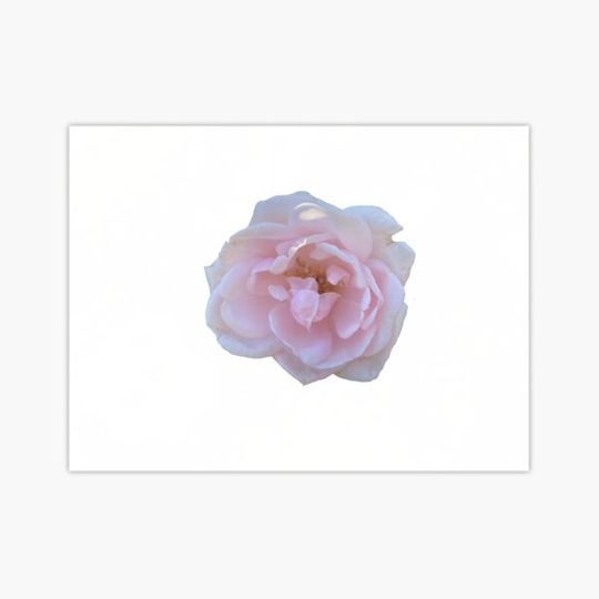 Discover light pink flower