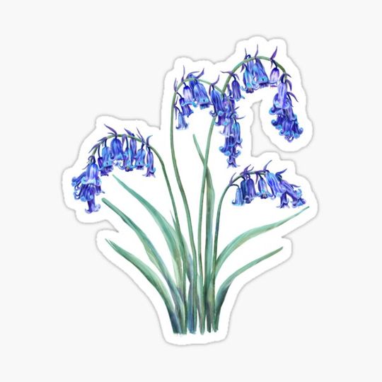 Discover English Bluebell